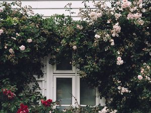 Preview wallpaper window, facade, flowers, scenery