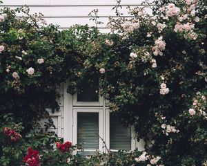 Preview wallpaper window, facade, flowers, scenery