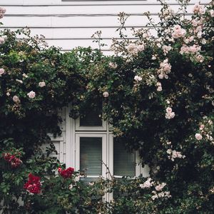 Preview wallpaper window, facade, flowers, scenery