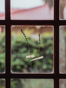 Preview wallpaper window, flowers, glass