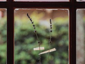 Preview wallpaper window, flowers, glass