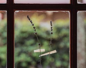 Preview wallpaper window, flowers, glass