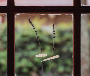 Preview wallpaper window, flowers, glass