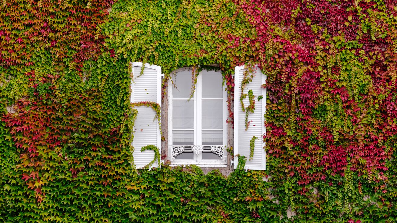 Wallpaper window, foliage, facade