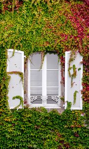 Preview wallpaper window, foliage, facade