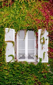 Preview wallpaper window, foliage, facade