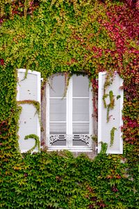 Preview wallpaper window, foliage, facade