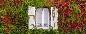 Preview wallpaper window, foliage, facade