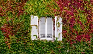 Preview wallpaper window, foliage, facade