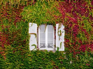 Preview wallpaper window, foliage, facade