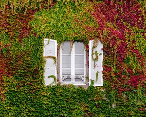 Preview wallpaper window, foliage, facade