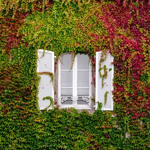 Preview wallpaper window, foliage, facade