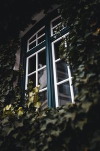 Preview wallpaper window, ivy, leaves, plant