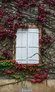 Preview wallpaper window, ivy, wall, building, plant