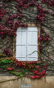 Preview wallpaper window, ivy, wall, building, plant