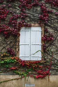Preview wallpaper window, ivy, wall, building, plant