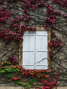 Preview wallpaper window, ivy, wall, building, plant