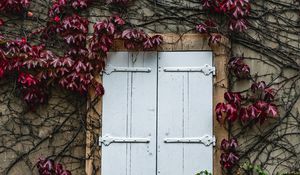 Preview wallpaper window, ivy, wall, building, plant