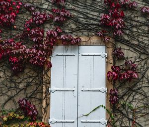 Preview wallpaper window, ivy, wall, building, plant