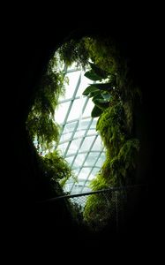 Preview wallpaper window, leaves, dark, plants