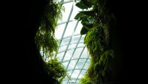 Preview wallpaper window, leaves, dark, plants