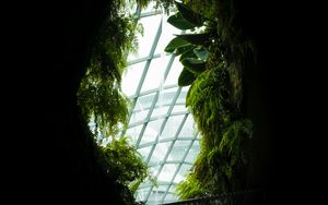 Preview wallpaper window, leaves, dark, plants
