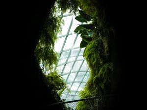 Preview wallpaper window, leaves, dark, plants