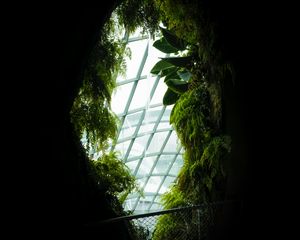 Preview wallpaper window, leaves, dark, plants