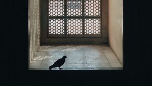 Preview wallpaper window, pigeon, room, silhouette