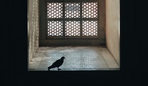 Preview wallpaper window, pigeon, room, silhouette