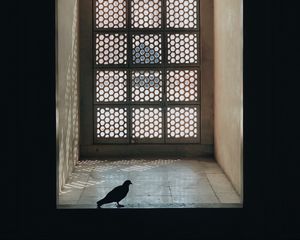 Preview wallpaper window, pigeon, room, silhouette