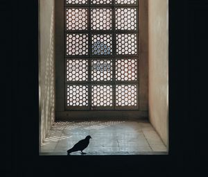 Preview wallpaper window, pigeon, room, silhouette