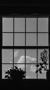 Preview wallpaper window, plants, leaves, dark, bw