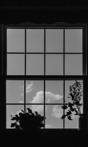 Preview wallpaper window, plants, leaves, dark, bw