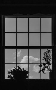 Preview wallpaper window, plants, leaves, dark, bw