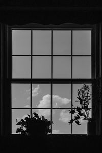 Preview wallpaper window, plants, leaves, dark, bw