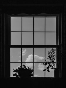 Preview wallpaper window, plants, leaves, dark, bw