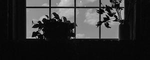 Preview wallpaper window, plants, leaves, dark, bw