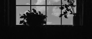 Preview wallpaper window, plants, leaves, dark, bw