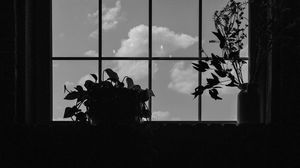 Preview wallpaper window, plants, leaves, dark, bw