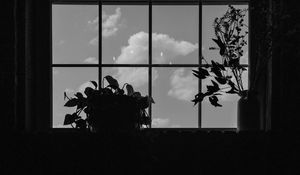 Preview wallpaper window, plants, leaves, dark, bw