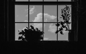 Preview wallpaper window, plants, leaves, dark, bw