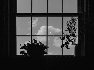 Preview wallpaper window, plants, leaves, dark, bw