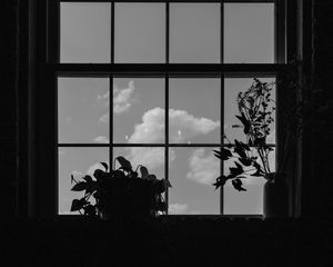 Preview wallpaper window, plants, leaves, dark, bw