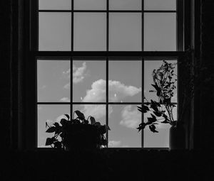 Preview wallpaper window, plants, leaves, dark, bw