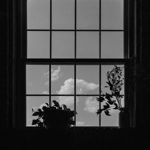 Preview wallpaper window, plants, leaves, dark, bw