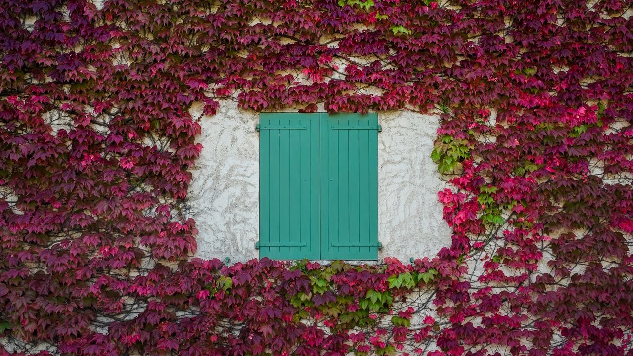 Wallpaper window, shutters, leaves, vine
