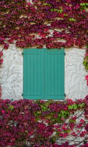 Preview wallpaper window, shutters, leaves, vine