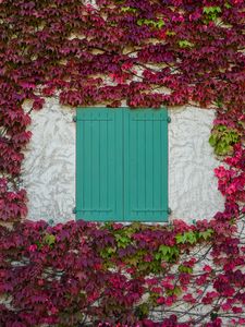 Preview wallpaper window, shutters, leaves, vine