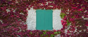 Preview wallpaper window, shutters, leaves, vine